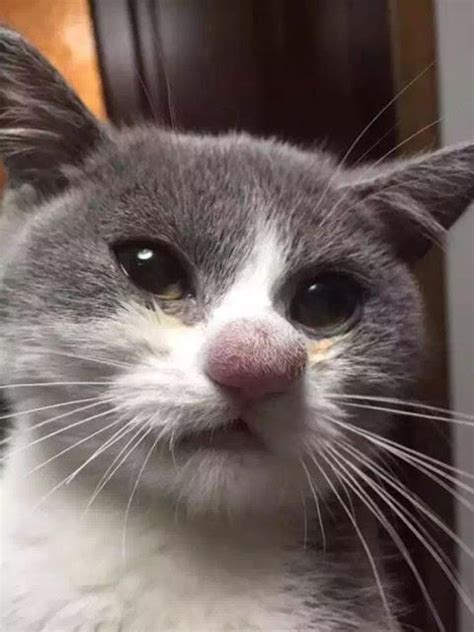 gato com nariz entupido-4